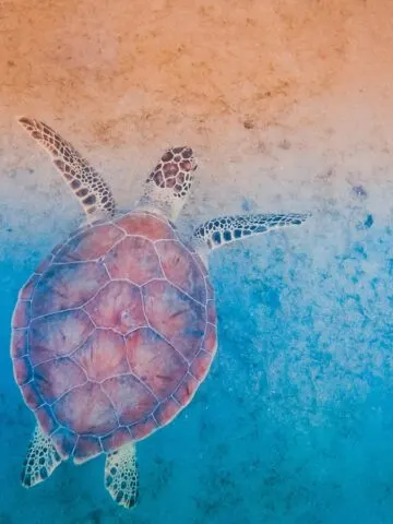 brown and black turtle on body of water in St Thomasn