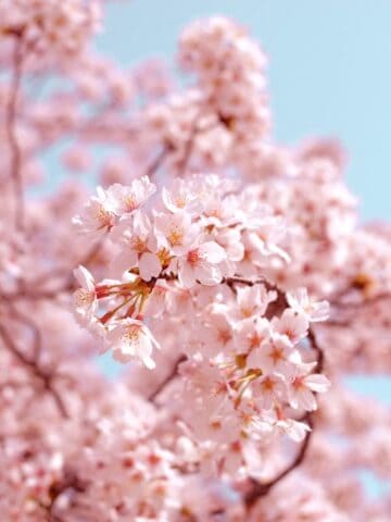 pink flowers on tree during day time, Tokyo cherry blossoms