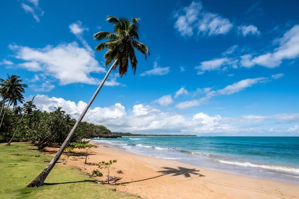 coconut trees on beach shore during daytime in Dominican Republic
