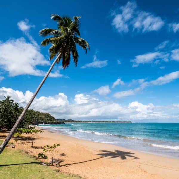 coconut trees on beach shore during daytime in Dominican Republic