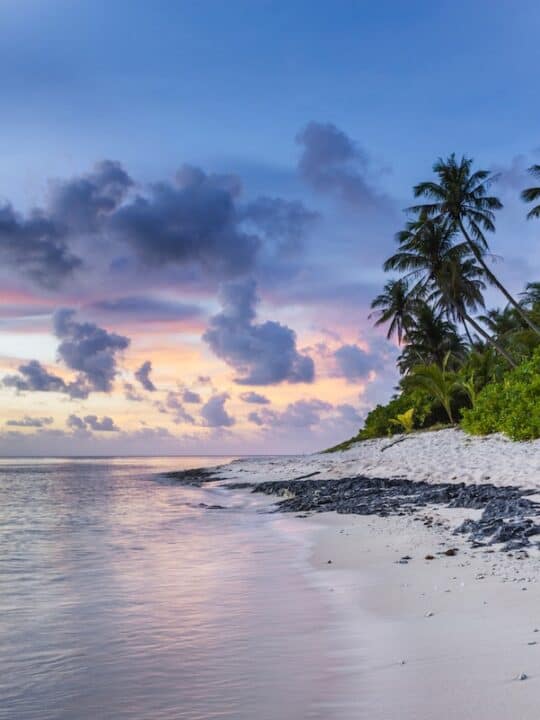 dark green palm trees on white sand beach with black rocks at sunset, seashore scenery photo