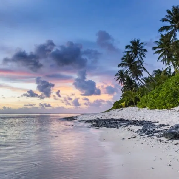 dark green palm trees on white sand beach with black rocks at sunset, seashore scenery photo