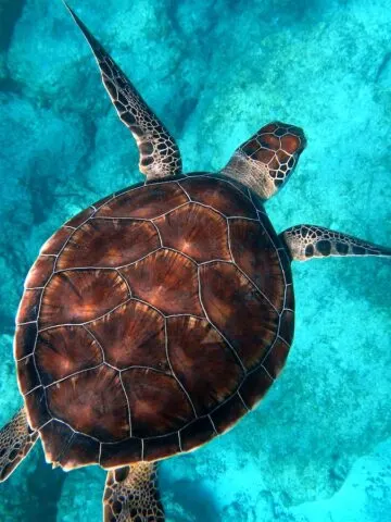 brown turtle swimming in ocean