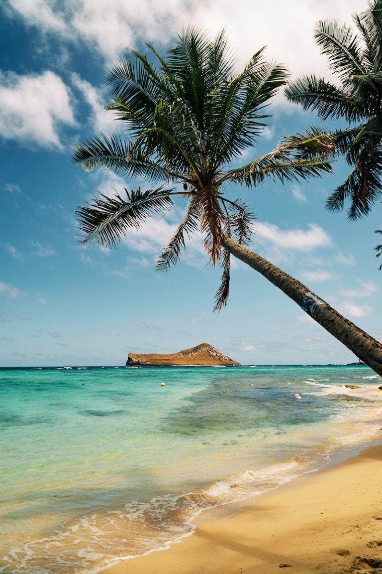 brown and green coconut tree, Iconic Island and Tree shot on the beach in Hawaii