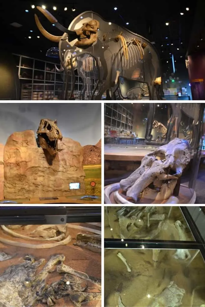 Western Science Center, fossils, mastodon, mammoth, paleontology, museum, Traveling Well For Less